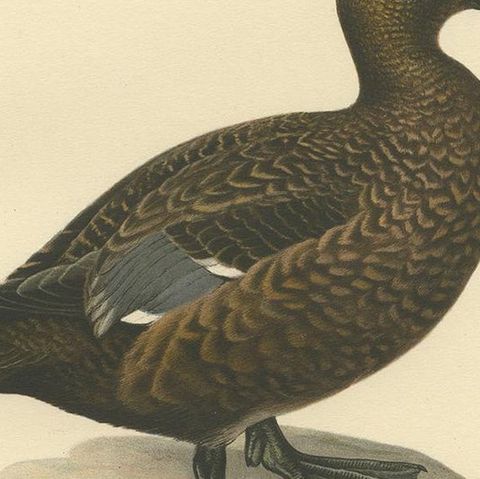 Antique Bird Print of a Female Steller's Eider by Von Wright, 1929, close-up 2