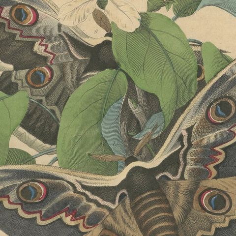 19th-Century Hand-Colored Lithograph of Giant Moths and Silkworm Life Cycle, close-up 6