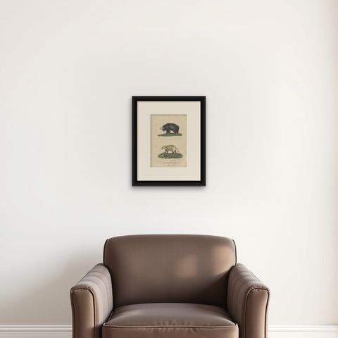 Old Hand-Colored Print of a Big Lipped Bear and Bali-Collared Soar or Hog Badger, shown framed on a wall