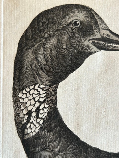 Brent Goose, Antique Bird Engraving by Nozeman and Sepp, 1789, view 10