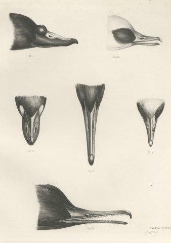 Six Studies of Duck and Sawbill Heads and Bills after Lilian Medland, c. 1909, close-up 1
