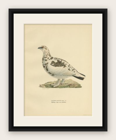 Antique Bird Print of the Rock Ptarmigan by Von Wright '1929', shown framed