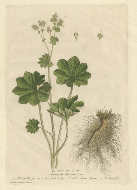 Antique Botany Print of Alchemilla by Regnault, 1774, view 2