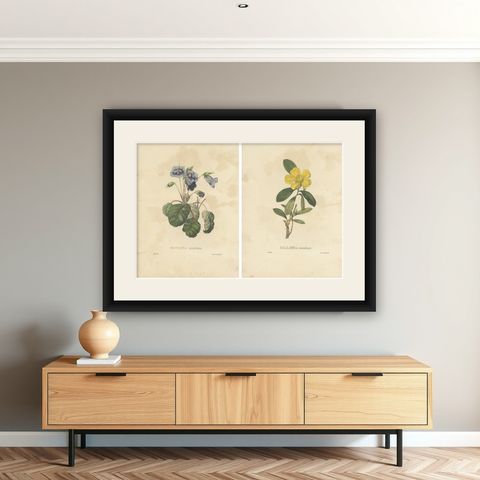 Set of 2 Antique Botanical Prints of Hibbertia Scandens and Sinningia Speciosa, shown framed on a wall
