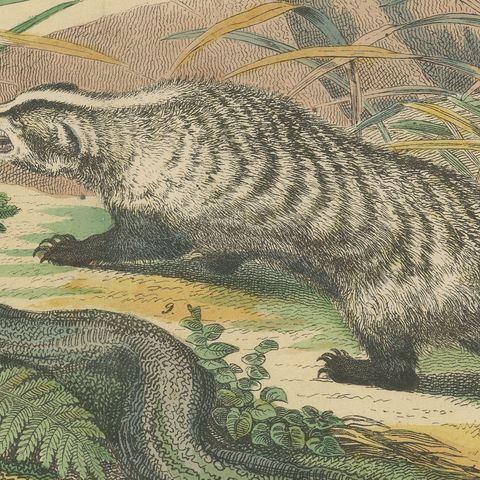 Antique Polar Bear Print with Bats, Hedgehog and Wolverine, Kolb, circa 1890, close-up 3