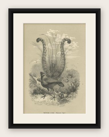 Antique Print of a Famous Australian Native Bird Named The Lyrebird, 1853, shown framed