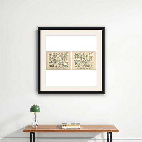 Antique German Botanical Atlas Plates, Tafel 15–16, Bulb Flowers, 1885, shown framed on a wall