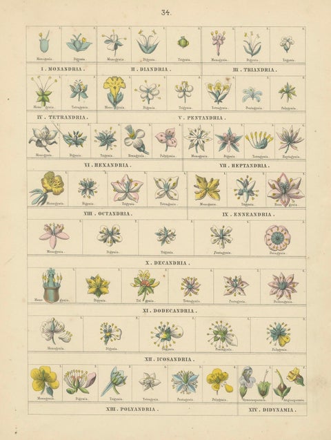 Botanical Classification Prints: Linnaean Flower Classes & Cryptogamia, 1867, close-up 2