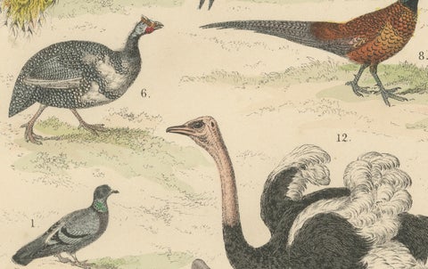Game Birds & Flightless Birds Print: Peacock, Ostrich, Cassowary, Antique 1867, close-up 1
