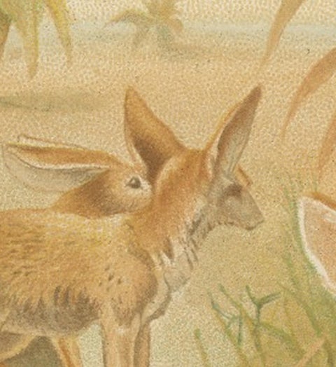 African Fennecs, Antique Desert Fox Chromolithograph, 1894, view 4
