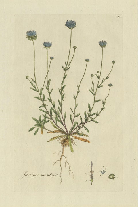 Antique Botany Print of the Jasione Montana by Curtis, circa 1777, view 2