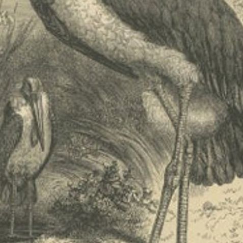 Antique Bird Print of a Marabou Stork by Le Maout, 1853, close-up 3