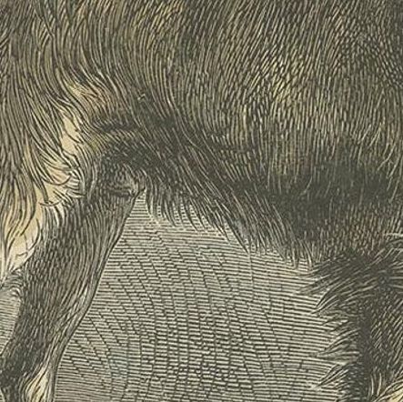 Antique Dog Print of a Rough Collie 'circa 1890', close-up 2