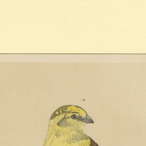 Antique Bird Print of a Yellow-Hammer, close-up 1