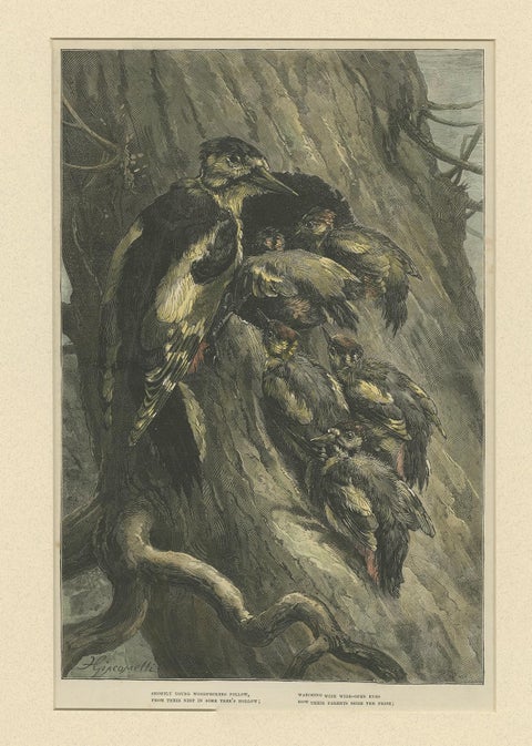 Antique Bird Print of Woodpeckers '1879', view 2