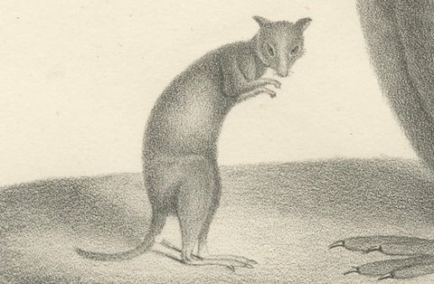 19th-Century Lithograph of a Rust-Colored Phalanger and Striped Kangaroo, close-up 3