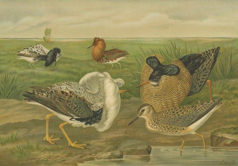 Antique Bird Print of Ruffs and Reeves in Breeding Plumage, 19th Century, close-up 5