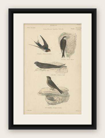Antique Bird Print of the House Martin and Other Birds. ca.1860, shown framed