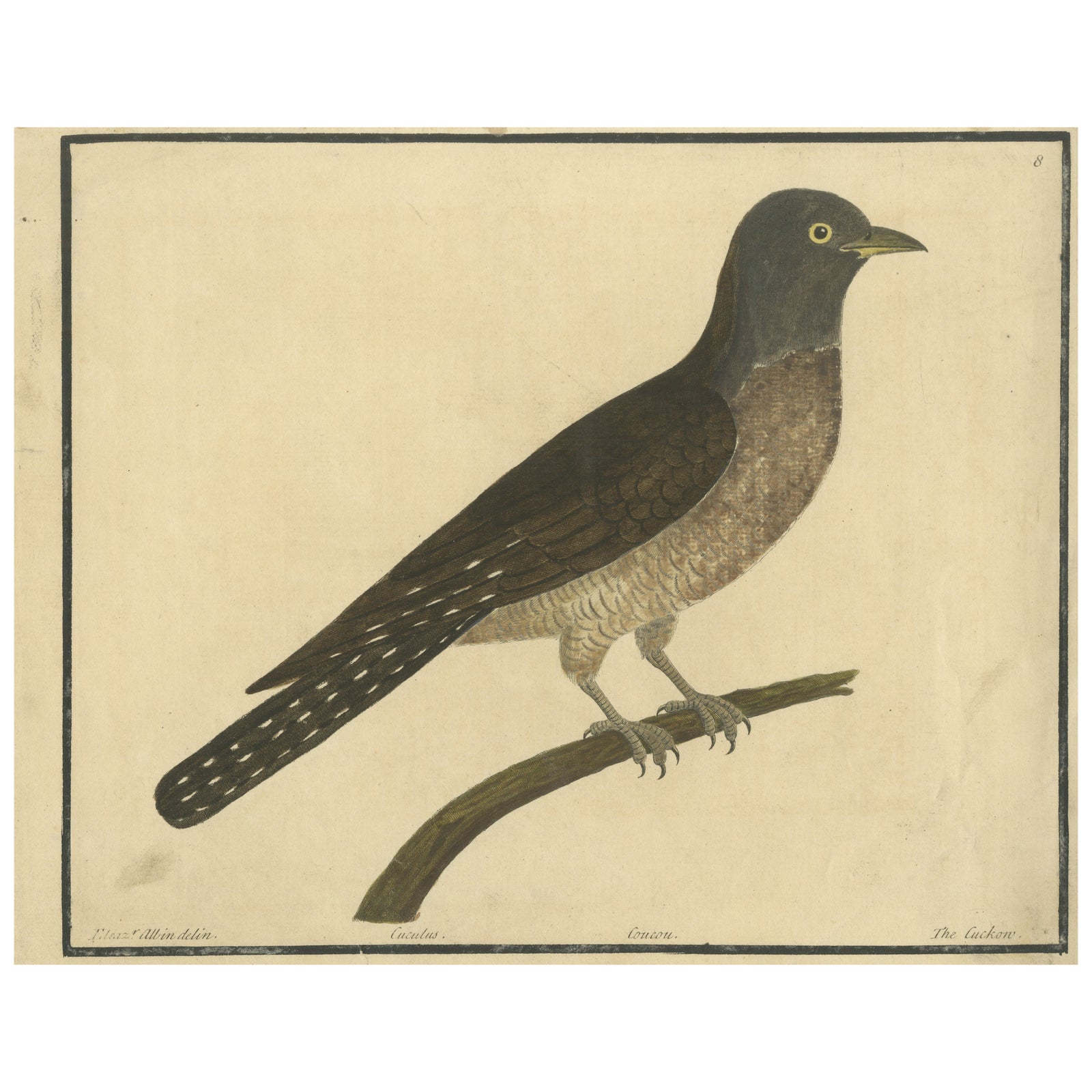 Antique Hand-Colored Engraving of The Cuckoo by Eleazar Albin, circa 1730