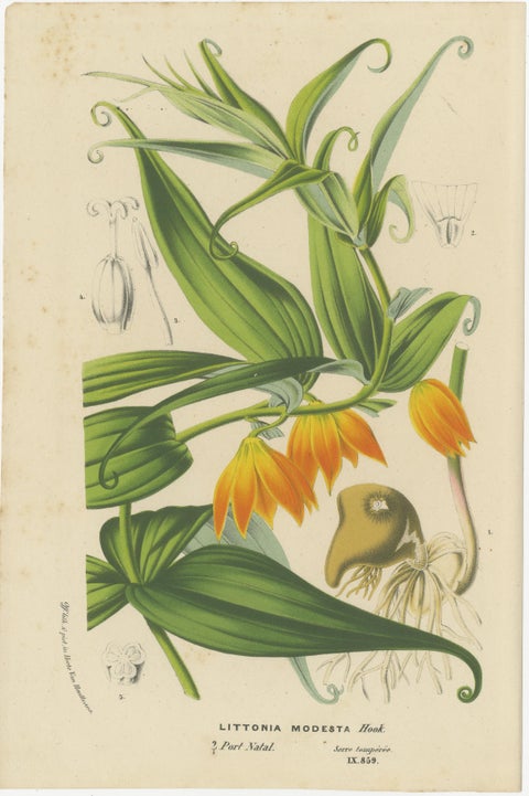 Exquisite Flora: Natal Lily and Golden Trumpet Vine in Artistic Display, c.1855, view 2