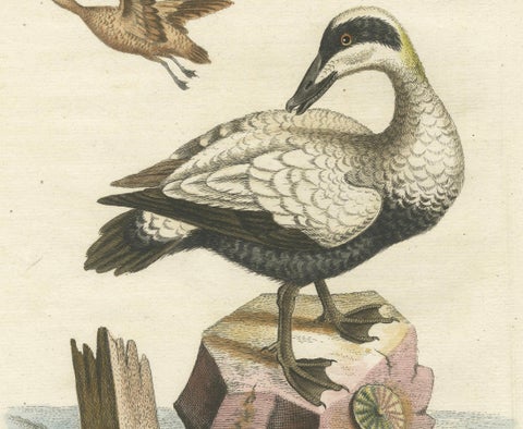 Hand-Colored Engraving of the Large White and Black Duck by Seligmann, ca.1770, close-up 2