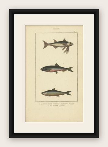 Antique Print of the Sardine and Other Fish species, 1844, shown framed