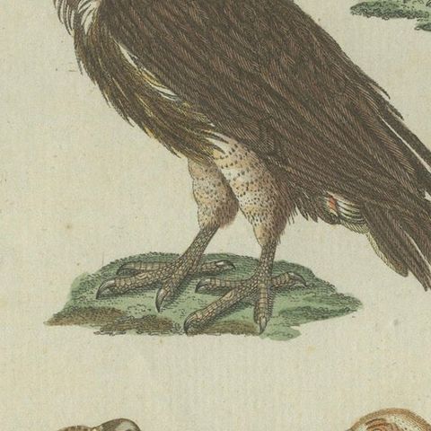 Majestic Scavengers: Hand-Colored Engraving of Vultures and Birds of Prey, 1805, close-up 6