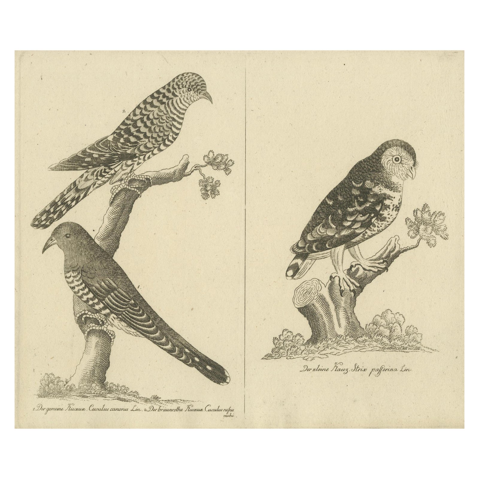 Antique Engraving of Cuckoo & Little Owl, Cuculus canorus & Strix passerina 1800