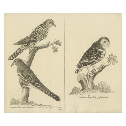 Antique Engraving of Cuckoo & Little Owl, Cuculus canorus & Strix passerina 1800