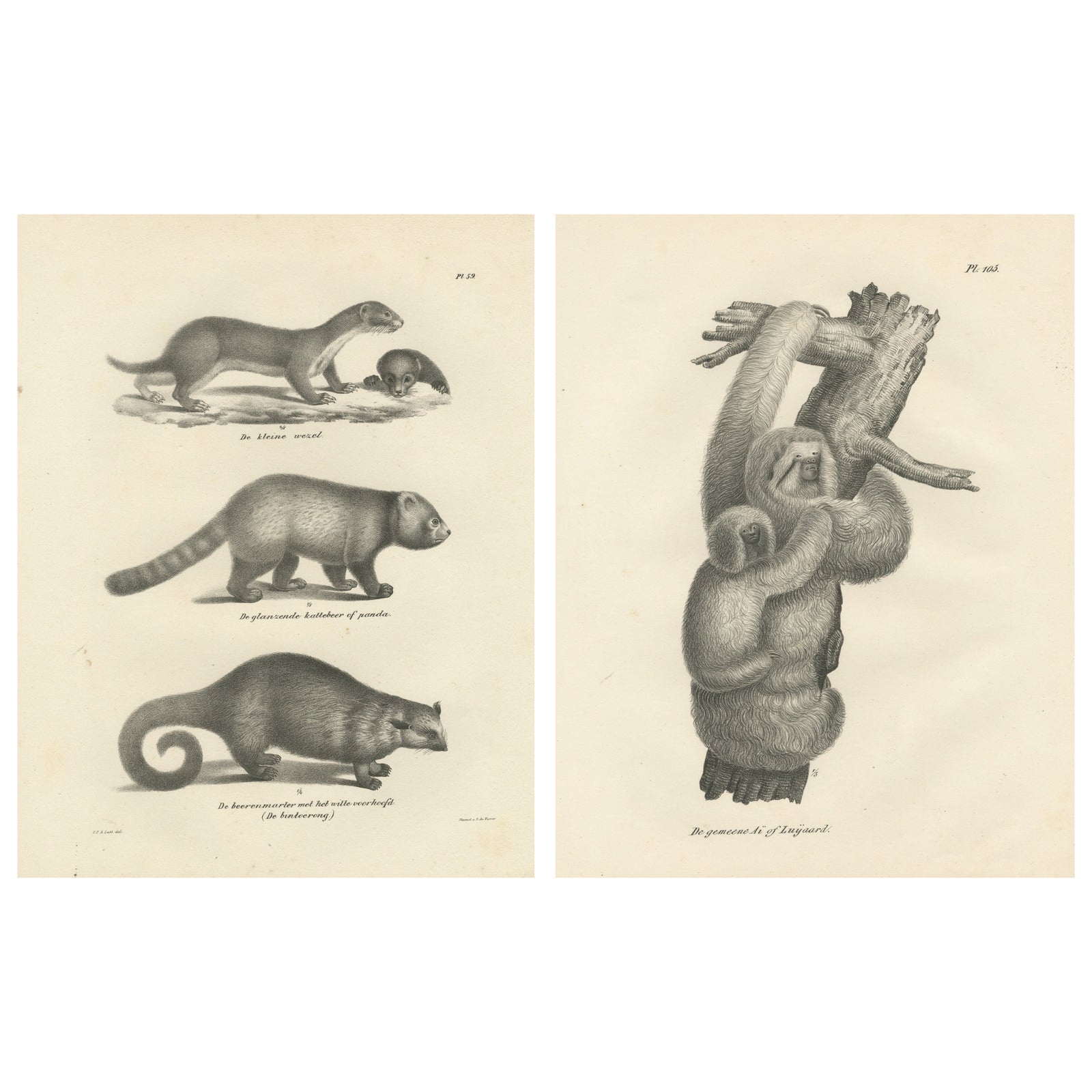 Pair of Antique Zoological Engravings, Exotic Mammals, c.1830