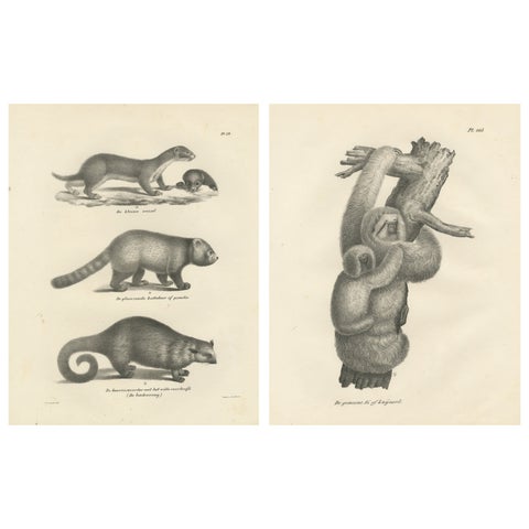 Pair of Antique Zoological Engravings, Exotic Mammals, c.1830