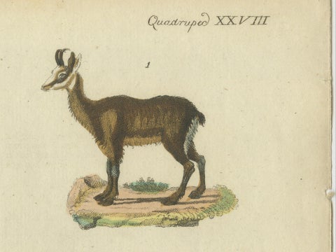 Original Hand-Colored Antique Print of various Antelope Species, circa 1820, close-up 1