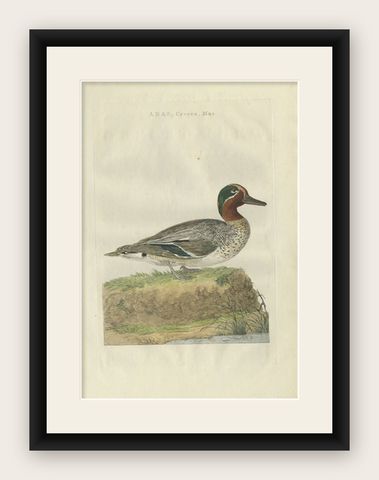 Male Eurasian Teal, Antique Dutch Bird Print by Sepp & Nozeman, 1789, shown framed