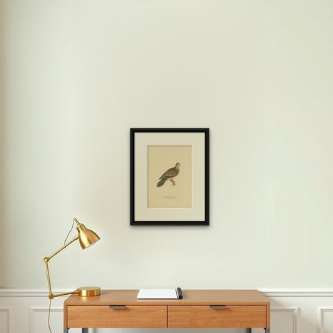 Antique Bird Print of The Oriental Turtle Dove by Von Wright, 1929, shown framed on a wall