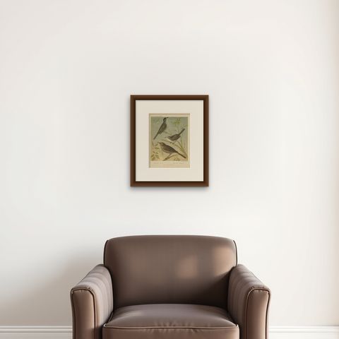 Antique Bird Print of the Black Cap, White Throat and Nightingale, circa 1880, shown framed on a wall