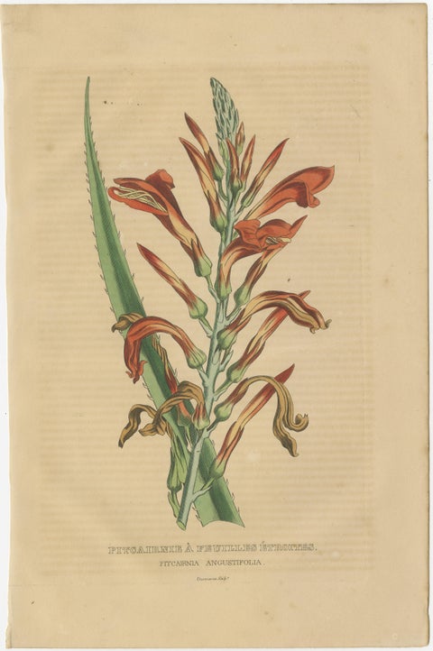 Botanical Rarities: Pristine Hand-Colored Engravings from 1845, view 7