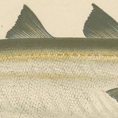 Antique Print of the Blue Whiting Fish by J. Couch, circa 1870, close-up 1