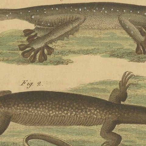 Antique Handcolored Engraving of Lizards and Amphibians, c.1800, close-up 5