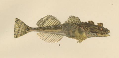 Fourhorn Sculpin and Long-Spined Bullhead - Intricate Scandinavian Fish Litho, close-up 3