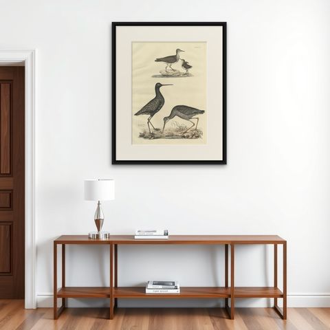 "Plate XV: The Sandpipers - A Study in Seasonal and Developmental Plumage, 1826, shown framed on a wall