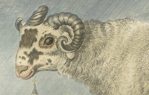 Rare Barbary Sheep Engraving, Hand-Coloured Buffon Amsterdam Edition, 1769, close-up 3