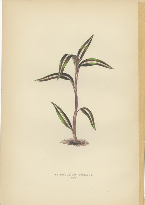 Set of 6 Botany Prints, Sonerila Margaritacea, Goodyera Rubro-Venia, 1891, view 4