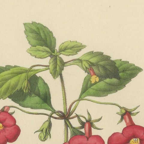 Red Achimenes Flower Botanical Lithograph, Charles Morren, 1845, close-up 5