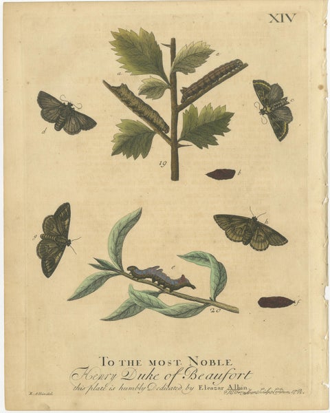 English Moths & Caterpillars, Buff-tip, Winter Moth & Allies, Albin 1720, view 3