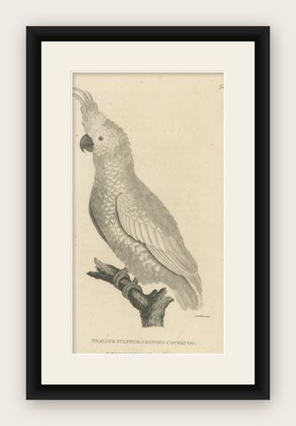 Original Antique Engraving of a Sulphur-Crested Cockatoo, c.1811, shown framed