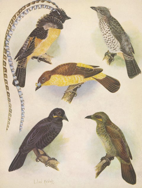 Antique Print of the Enameled Bird, Shield-Bill & Loria's Bird, 1950, view 4