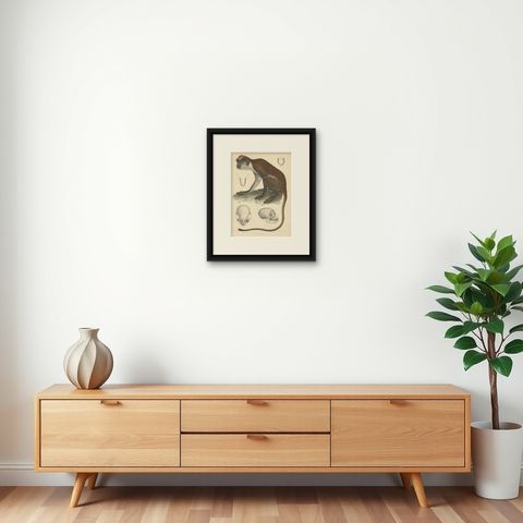 Rare Vintage Print: Olive Colobus Monkey - Natural History Art, circa 1853, shown framed on a wall