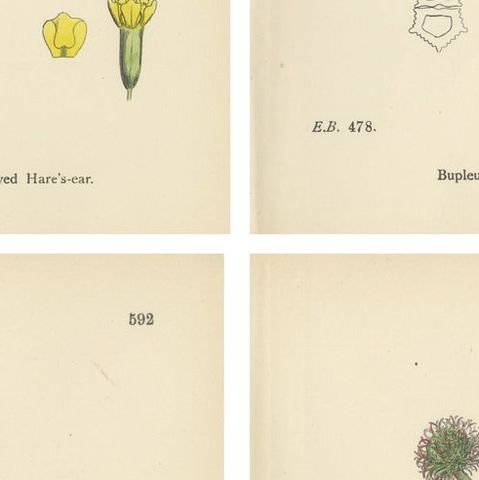 Antique English Botanical Interior Prints, Hare’s-ear & Water Dropwort, 1902, close-up 2