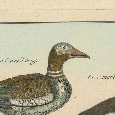 Rich and Brightly Hand-Colored, Rare Copper Engraving of Four Ducks '1792', close-up 1