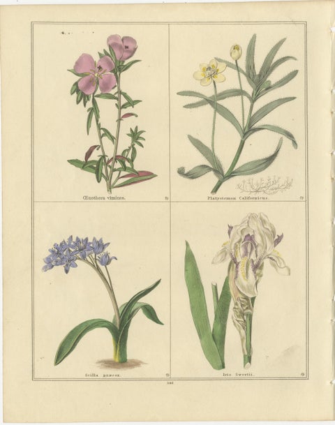 Antique Botanical Prints by B. Maund, Hand-Colored Pair, London c.1836, view 3